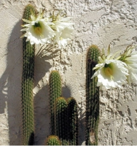 Cactus colonaire